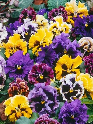 Pansy Frizzle Sizzle Mix Bowl